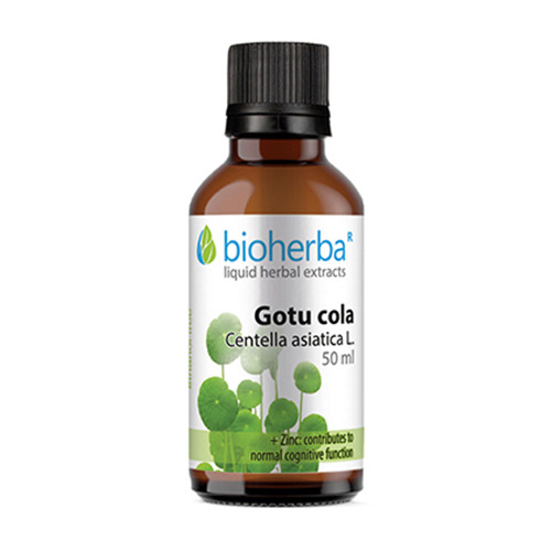 Teinture de Gotu kola.