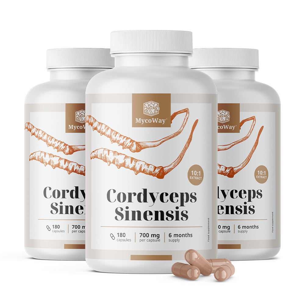Cordyceps sinensis 1400 mg – extrait 10:1