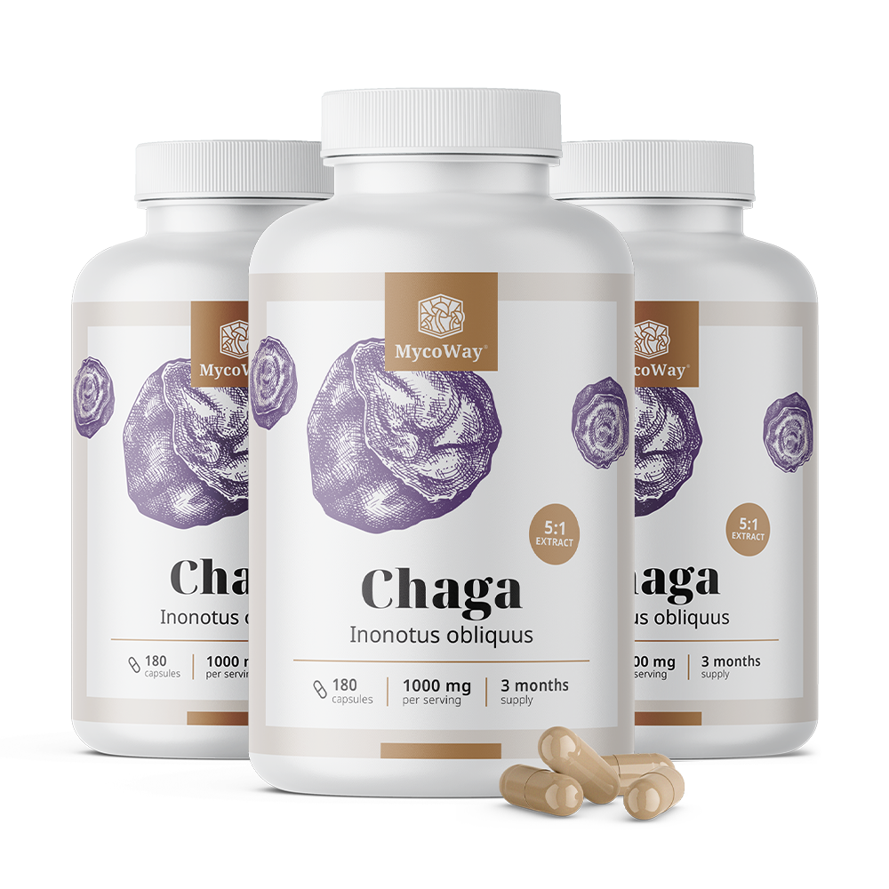 Chaga 1000 mg – extrait 5:1