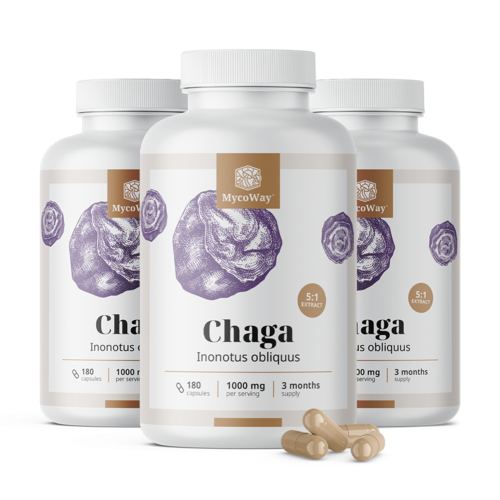 3x Chaga 1000 mg – extrait 5:1, ensemble 540 gélules