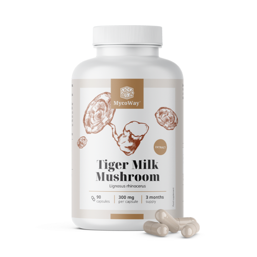 Lait de tigre 300 mg – extrait du champignon Lignosus rhinocerus, 90 gélules