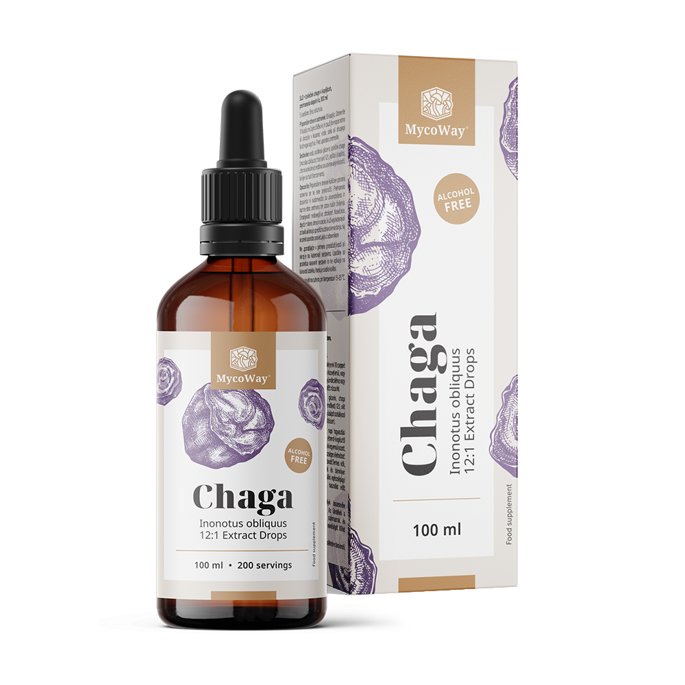 Chaga – extrait en gouttes